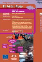 ficha_atun.jpg (10844 bytes)