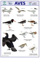 lamina_aves_otras.jpg (10372 bytes)