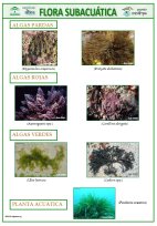 lamina_flora_algas.jpg (11060 bytes)