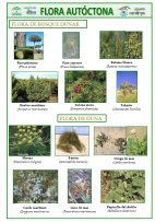 lamina_flora_bosque_duna.jpg (12487 bytes)