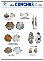 lamina_moluscos.jpg (10238 bytes)